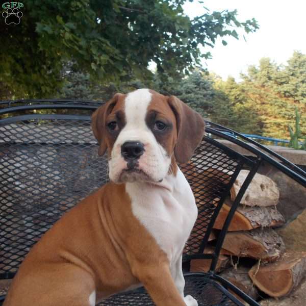 Tim, Boxer Puppy