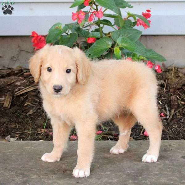 Timmy, Australian Shepherd Mix Puppy