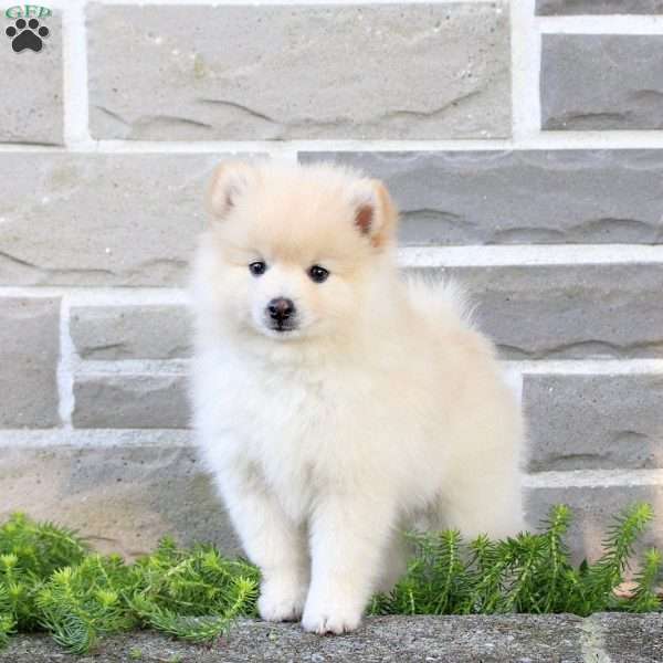 Timmy, Pomeranian Puppy