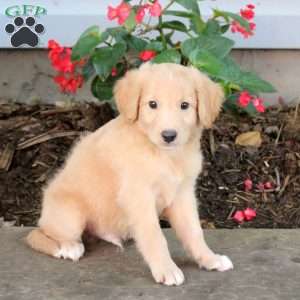 Timmy, Australian Shepherd Mix Puppy