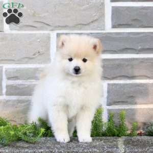 Timmy, Pomeranian Puppy