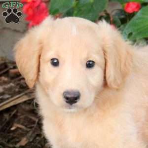 Timmy, Australian Shepherd Mix Puppy