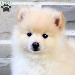 Timmy, Pomeranian Puppy