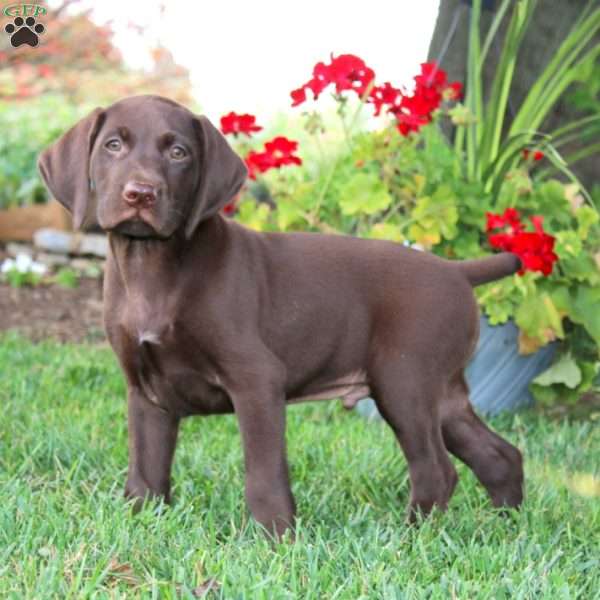 Timmy, German Shorthaired Pointer Puppy