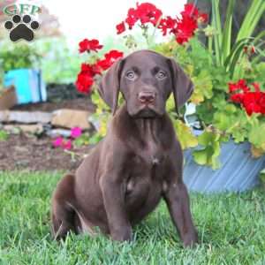 Timmy, German Shorthaired Pointer Puppy