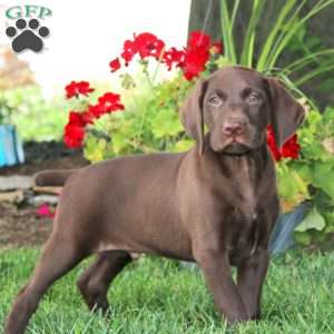 Timmy, German Shorthaired Pointer Puppy