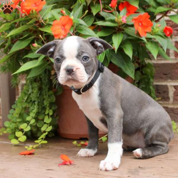 Tina, Boston Terrier Puppy