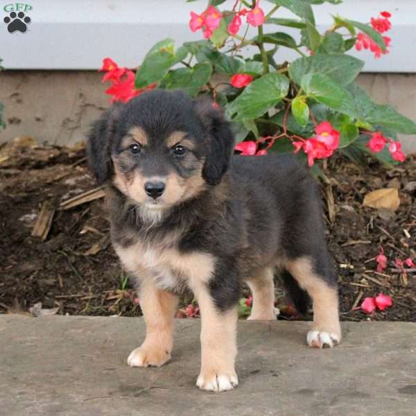Tina, Australian Shepherd Mix Puppy