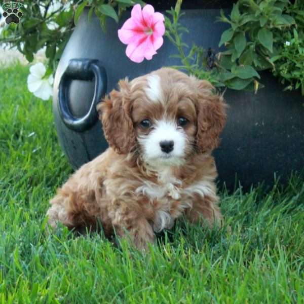 Tina, Cavapoo Puppy