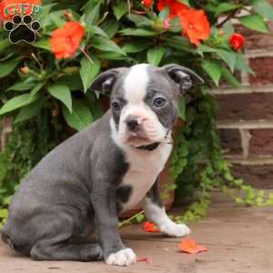 Tina, Boston Terrier Puppy
