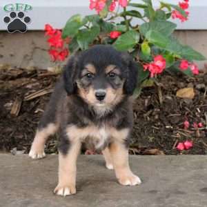 Tina, Australian Shepherd Mix Puppy