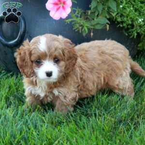 Tina, Cavapoo Puppy