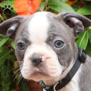 Tina, Boston Terrier Puppy