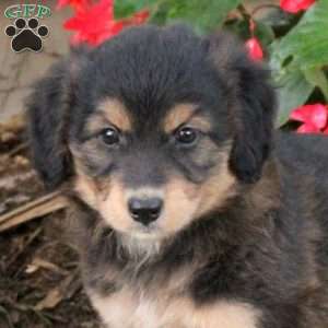 Tina, Australian Shepherd Mix Puppy