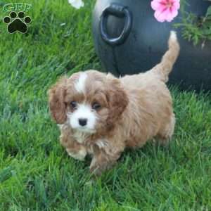 Tina, Cavapoo Puppy