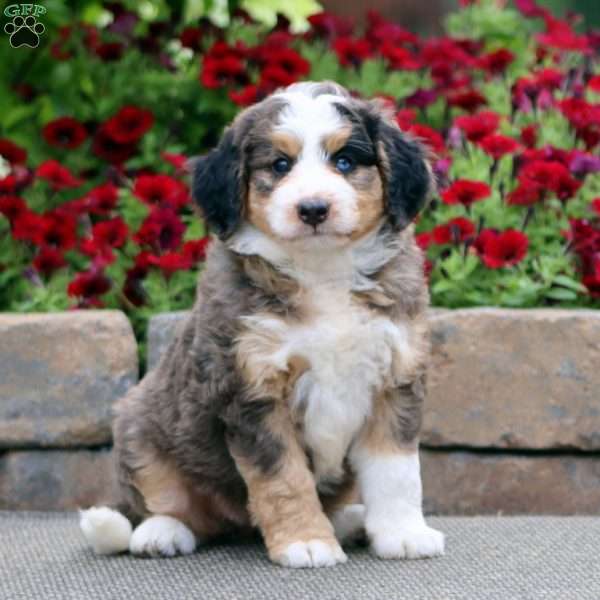Tina, Mini Bernedoodle Puppy