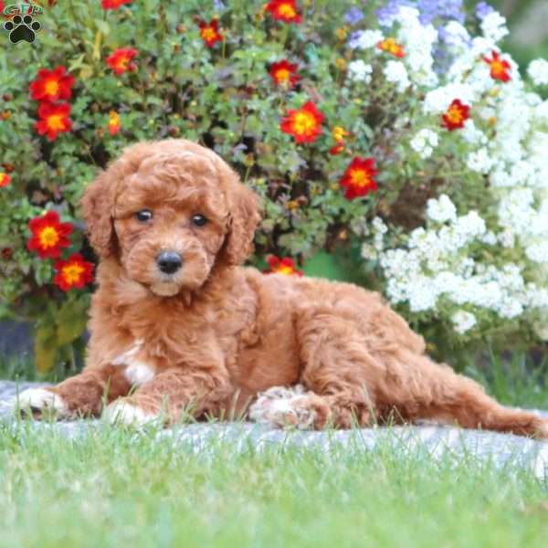 Tina, Mini Labradoodle Puppy