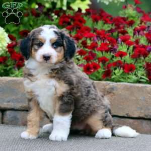 Tina, Mini Bernedoodle Puppy