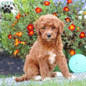 Tina, Mini Labradoodle Puppy