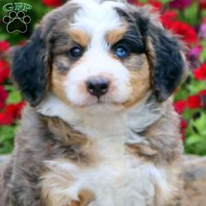 Tina, Mini Bernedoodle Puppy