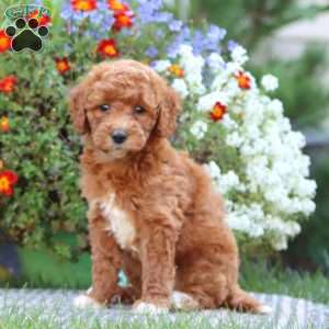 Tina, Mini Labradoodle Puppy