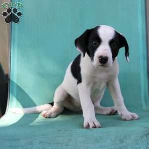 Tinder, Border Collie Mix Puppy