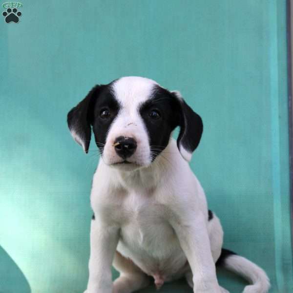 Tinder, Border Collie Mix Puppy