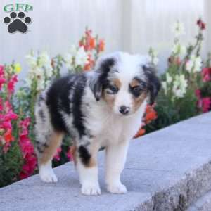 Trinity, Miniature Australian Shepherd Puppy
