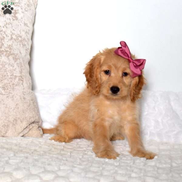 Tinkerbell, Cockapoo Puppy