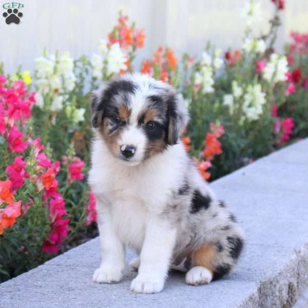 Tinkerbell, Miniature Australian Shepherd Puppy