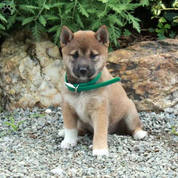 Tinkerbell, Shiba Inu Puppy