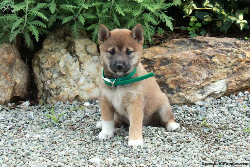 Tinkerbell (Shiba Inu, Female) in Peach Bottom, PA
