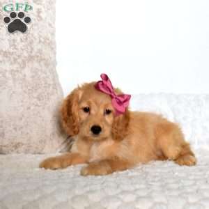 Tinkerbell, Cockapoo Puppy