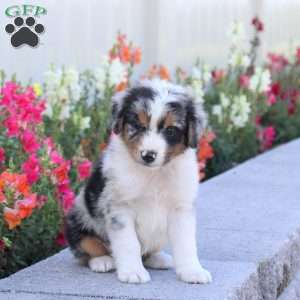 Tinkerbell, Miniature Australian Shepherd Puppy