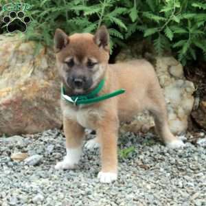 Tinkerbell, Shiba Inu Puppy