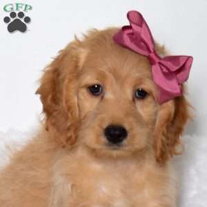 Tinkerbell, Cockapoo Puppy