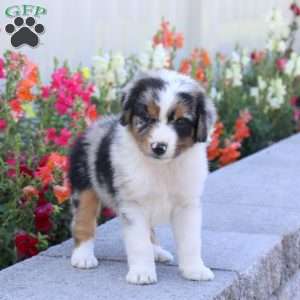 Tinkerbell, Miniature Australian Shepherd Puppy