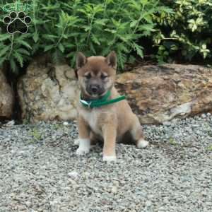 Tinkerbell, Shiba Inu Puppy