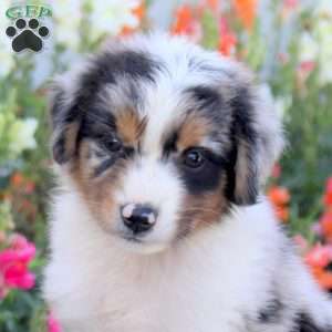 Tinkerbell, Miniature Australian Shepherd Puppy