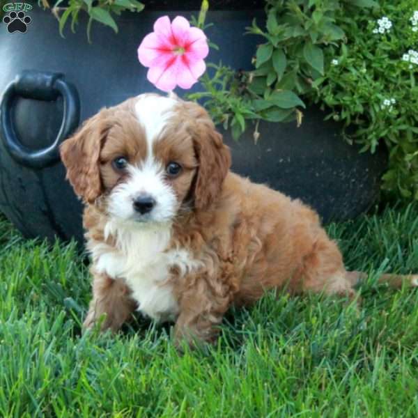 Tippy, Cavapoo Puppy