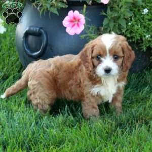 Tippy, Cavapoo Puppy