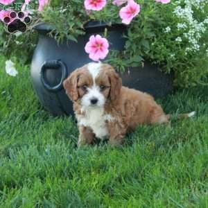 Tippy, Cavapoo Puppy