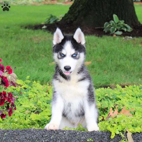Titan, Siberian Husky Puppy