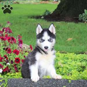 Titan, Siberian Husky Puppy