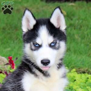 Titan, Siberian Husky Puppy