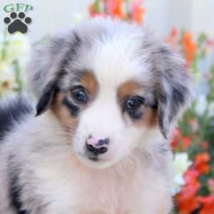 Toby, Miniature Australian Shepherd Puppy