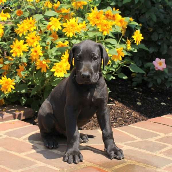 Toby, Great Dane Puppy