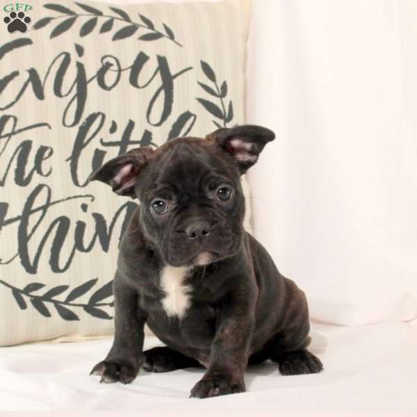 Toby, Frenchton Puppy