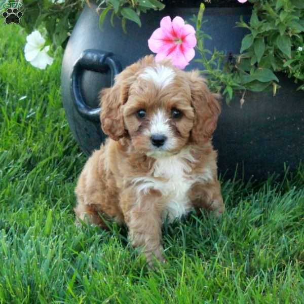 Toby, Cavapoo Puppy