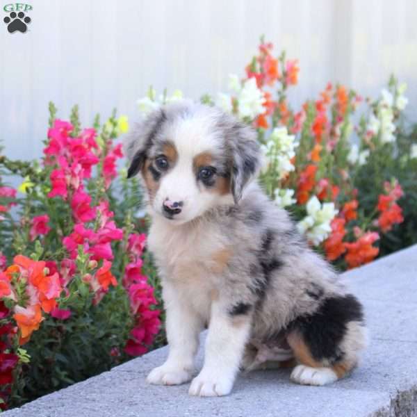 Toby, Miniature Australian Shepherd Puppy